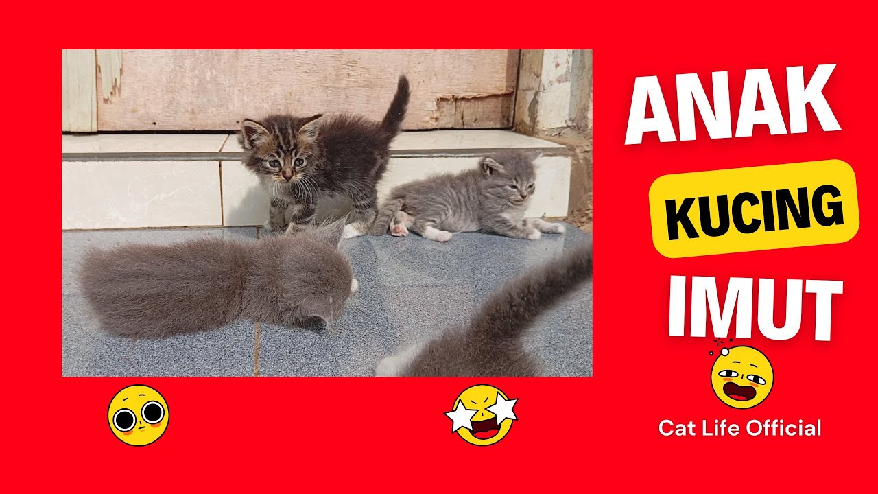 Kucing Baby Anak Kucing Imut - YouTube