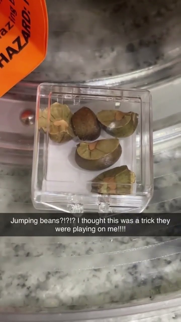 Jumping beans is a real thing no way.