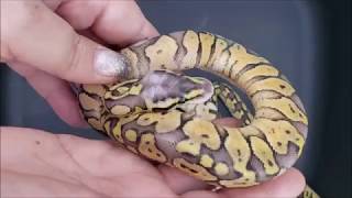 Celebrity ball python update video for clutch 11 2019 Net Worth