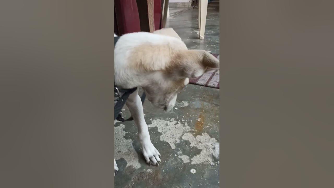 Jaldi Theek Ho Jayega Chinta Matt Kar shorts dog youtubeshorts jaldi-theek-ho-jayega-chinta-matt-kar-shorts-dog-youtubeshorts