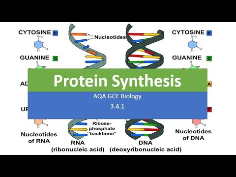 Protein Synthesis Animation - YouTube