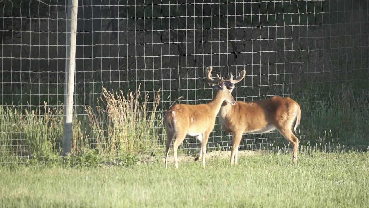 ConQuest Deer Farm. Deer Love. YouTube