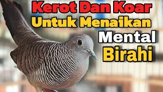 Perkutut lokal gacor suara khusus menaikan mental birahi perkutut agar bisa koar- koar