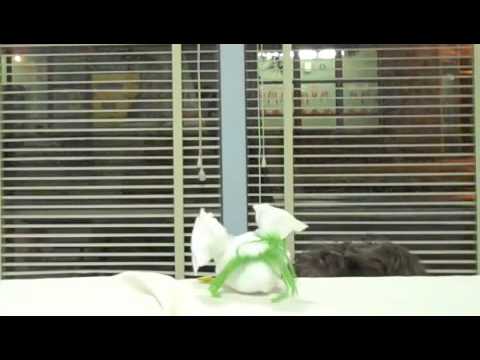 Sock Puppet Princess Bride - YouTube
