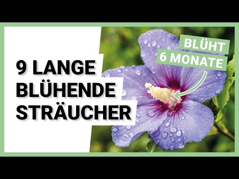 Video: Weiß blühende Sträucher: Sträucher mit weißen Blüten für jede Landschaft