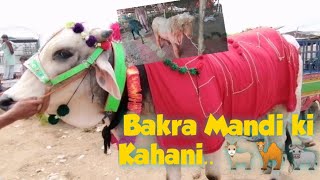 Chalo Chalo Mandi chalo || Eid-ul Adha  2021 || Madiha Avais Vlogs