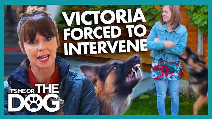 Victoria forced to intevene when German Shepherd M...