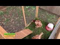 Ginger Welsh Allotments #072 - Getting Rescue chickens