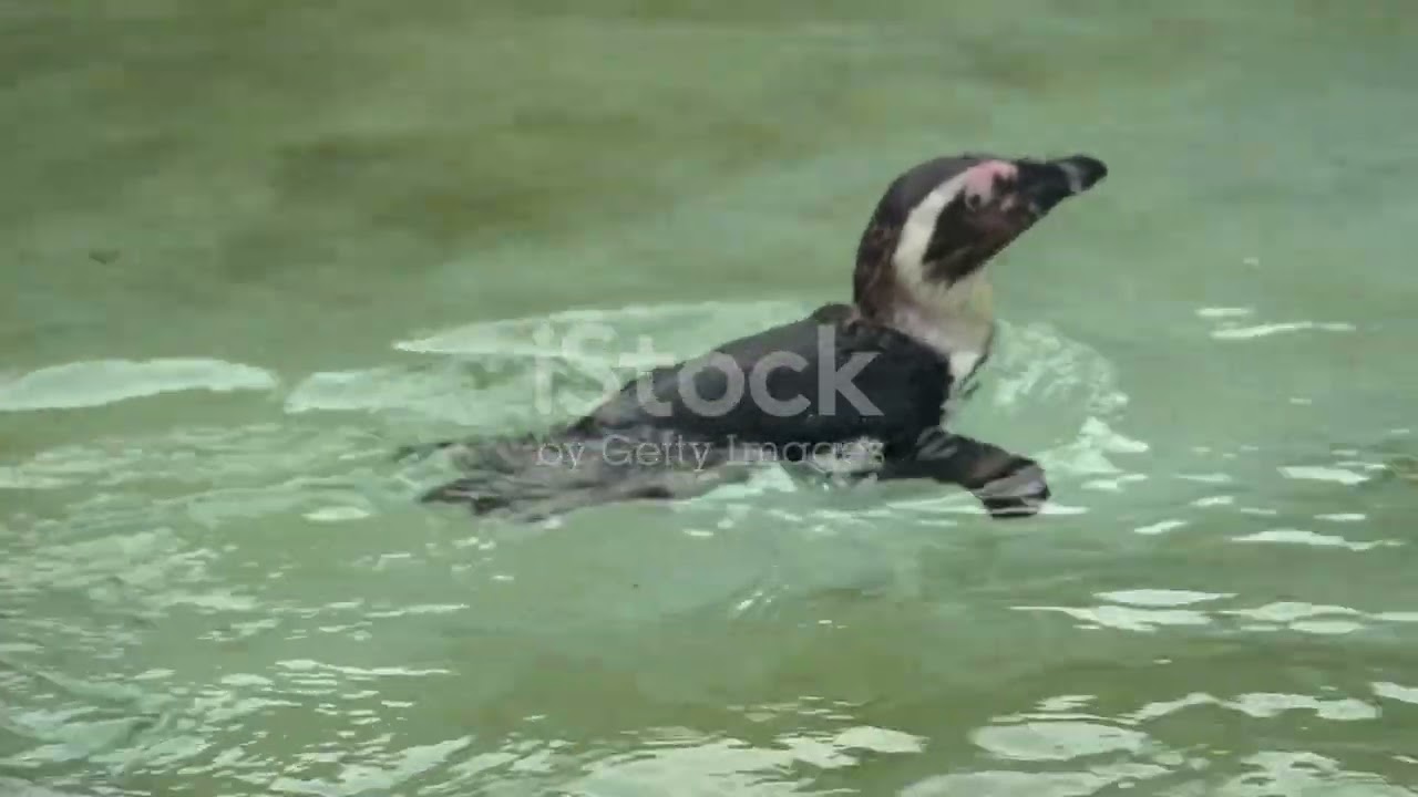 Penelope Penguin's Epic First Flight!