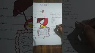 Gastrointestinal tract | GI tract | Digestive system | Human anatomy and physiology