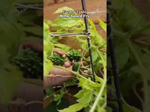 farm to table, bitter gourd fry #seattle #gardening #bittergourd #harvest #recipe  #fry #farmtotable