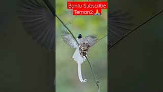 Download Lagu Burung Tali Pocong meloloh anak-anak nya MP3