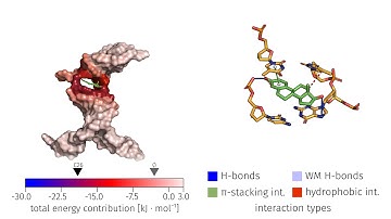 Molecular Dynamics Simulation of the 17β-Estradiol Aptamer Complex