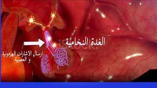 الغدة النخاميةL'hypophyse/pituitary gland