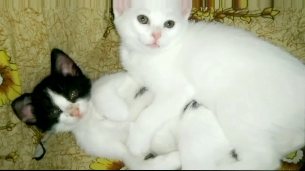 Turkish Angora Cute Kittens | What A Cutest Angora Kittens ...