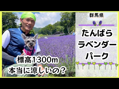 【たんばらラベンダーパーク】標高1300mの避暑地!愛犬ミニチュアシュナウザーと一緒にラベンダーの香りに癒されてきました☆