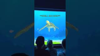 Shell Shocked Turtle Talk With Crush