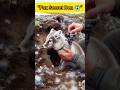 Arctic Fox Hidden Den | Inside Secret Colony with Babies Caught on Camera 😱❄️🦊