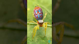 Colorful Rainbow Jumping Spider #asmr #nature #wildlife #cute #insects #macrophotography