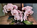 новая ОРХИДЕЯ первый полив орхидеи и КАК РАЗБУДИТЬ орхидею БЕЗ ХИМИИ