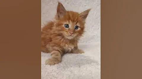 Watch the video about Ozzy Maine Coon kitten available | Purebred Kitties