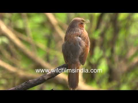 Streaked laughingthrush calls from a branch in its natural mountain habitat
