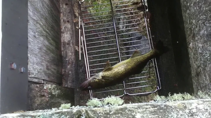 Cliffs Fish Cleaning Station