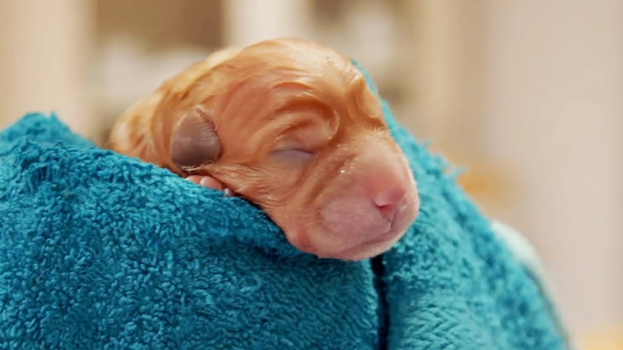 Naissance De Bebe Labrador En Direct Zapping Sauvage Youtube