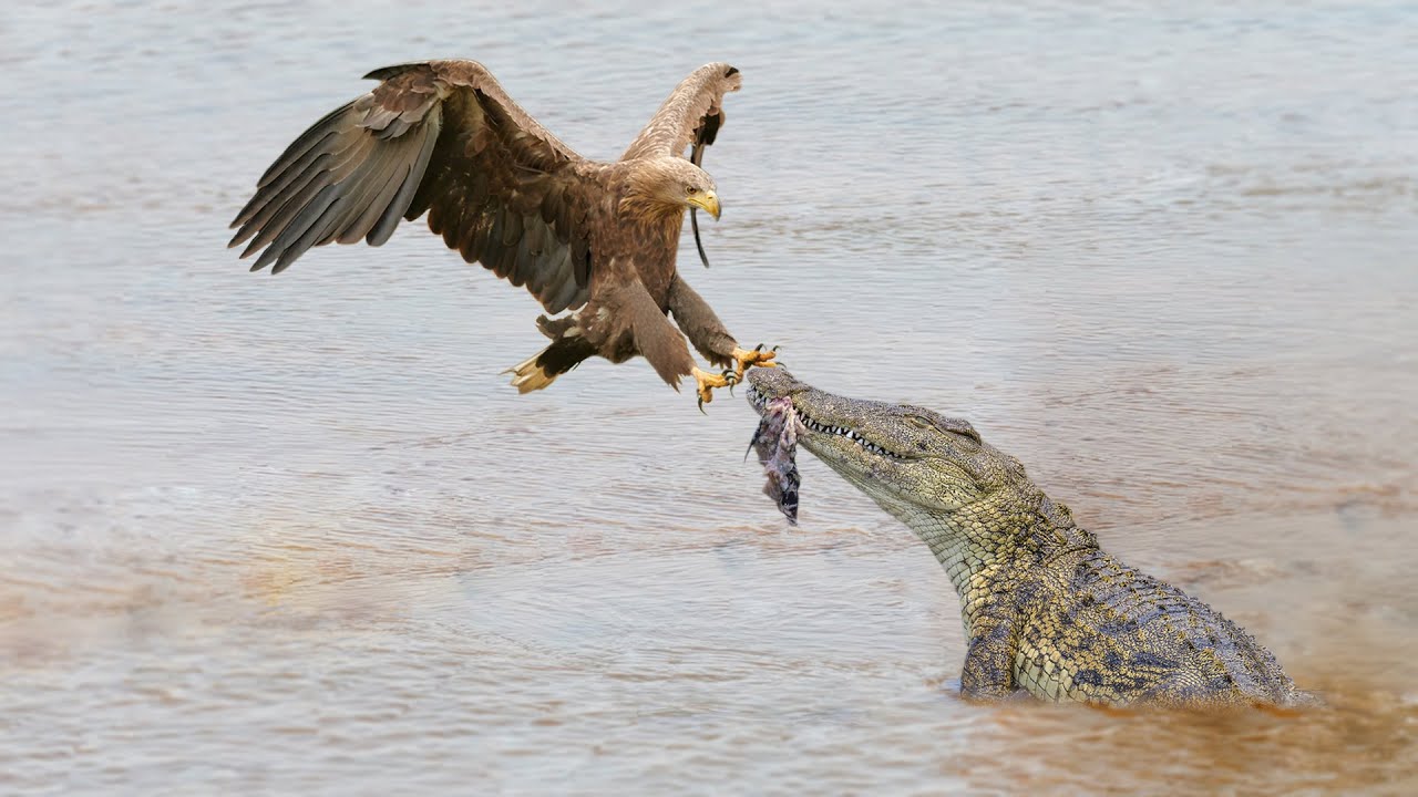 Eagle Attack Crocodile - YouTube