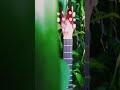 Affection...🎶 l Guitar...🎸l Nimmy Mariyet