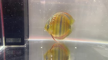 Cá Đĩa Nâu Vàng cực đẹp tại CIPS 2019