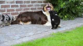 Australische Herder pups van Het Hezehof by Mario 10,616 views 10 years ago 1 minute, 51 seconds