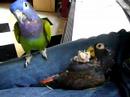 Bronze wing & Blue head Pionus Parrots