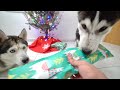 Dad And His Puppy Son Open Their First Christmas Presents Ever!