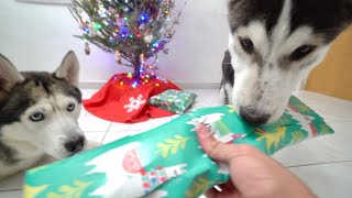 Dad And His Puppy Son Open Their First Christmas Presents Ever!