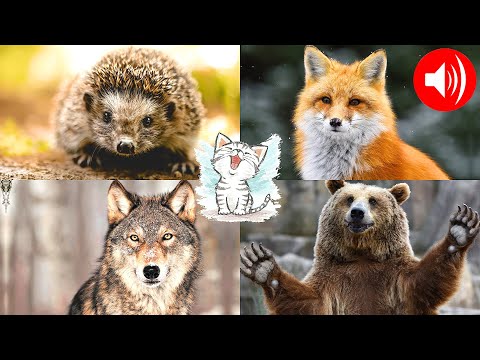 Изучаем звуки диких животных. Викторина голоса животных