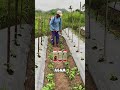 Trik Memacu Pertumbuhan dan Gemburin Lahan Cabe