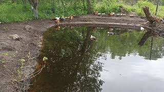 Утки и куры на прогулке утки плавают в пруду \Ducks and chickens on a walk, ducks swimming in a pond