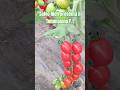 Nuovo pomodoro a frutto medio