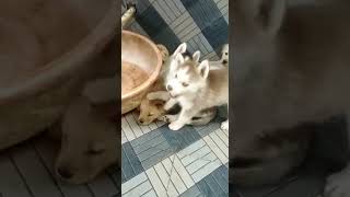 Relaxing puppies..😍| Golder Retriever..| Siberian Husky..😍