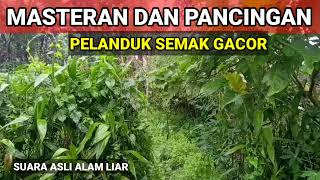 Suara Asli Pelanduk Semak Gacor Di Alam Liar@strmasterkicau