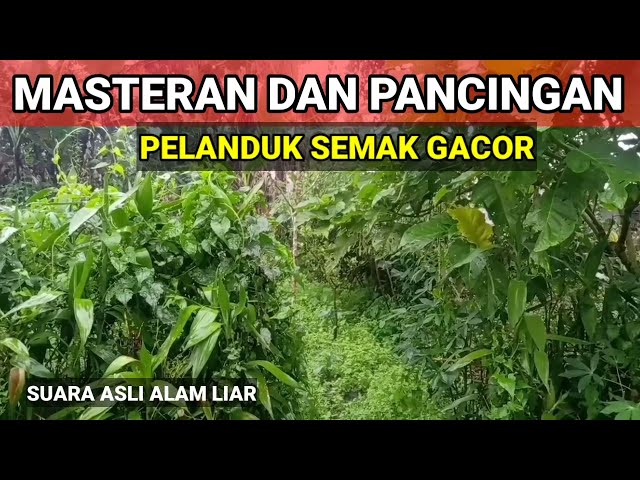 Suara Asli Pelanduk Semak Gacor Di Alam Liar@strmasterkicau class=