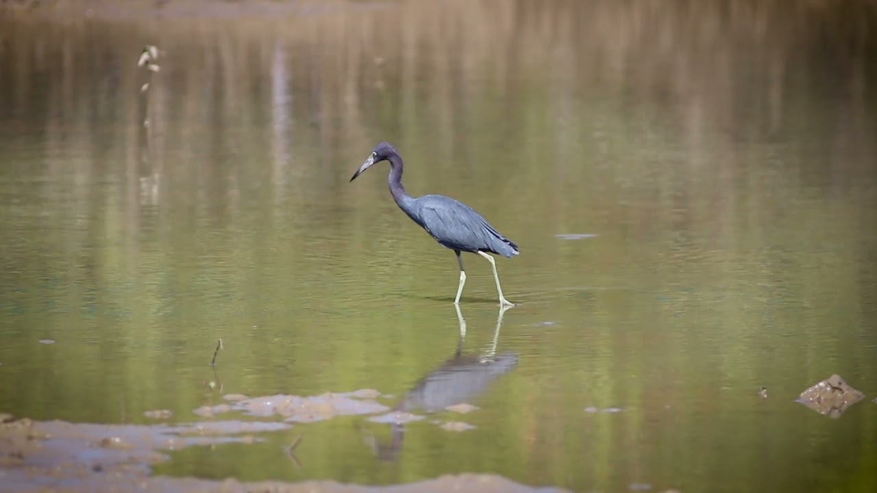 Garça Azul (Egretta caerulea)