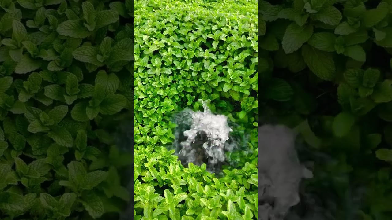 Peaceful Mint Farming with a Hidden Water Source 🌿💧 | Nature’s Calm Flow 