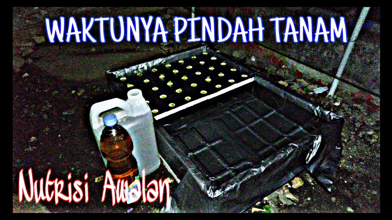 Pemberian Nutrisi Awal Dan Pindah Tanam Ke Modul Rakit Apung | Vlog 37 ...