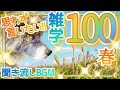 春の雑学100選♪会話中に思わず話したくなる！クイズやコミュニケーションに♪聞き流してためになる知って得する豆知識♪新生活の聞き流し作業用BGMに♪通学＆通学、家事中のお供に♪