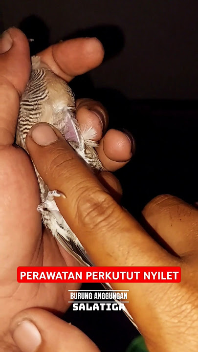 Perawatan Perkutut Nyilet #shorts