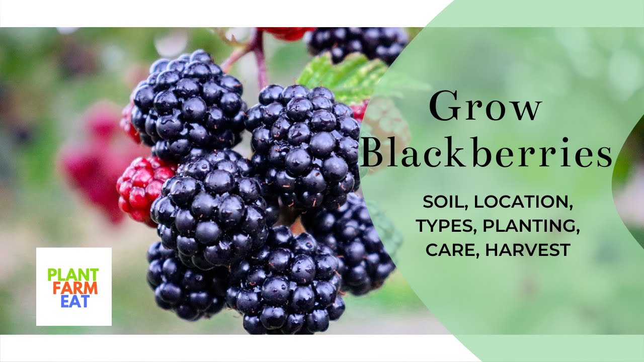 How to grow blackberries from cuttings YouTube