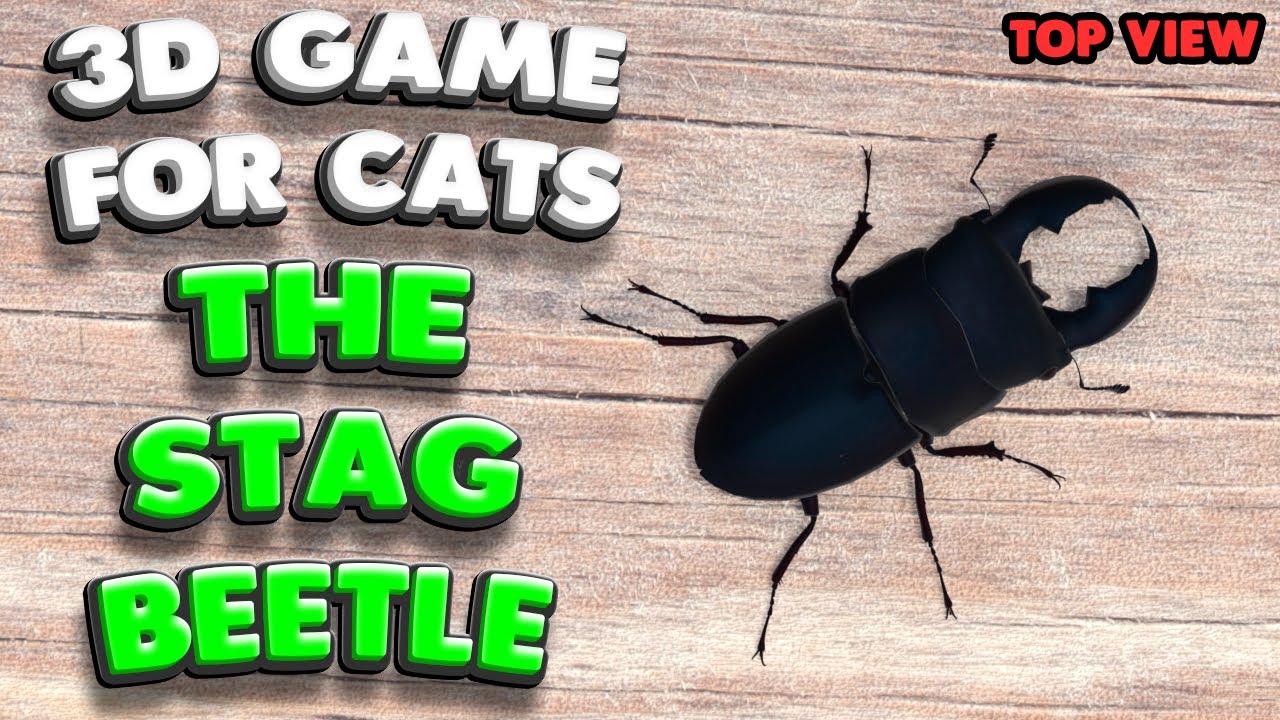 3D game for cats | The Stag Beetle (top view) | 4K, 60 fps, stereo sound