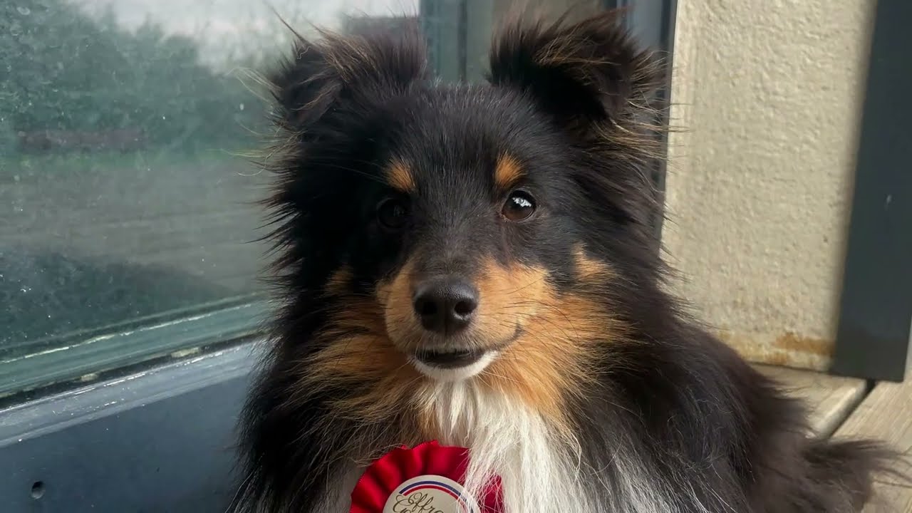 Agility Use & Nathan 1er concours Distré / Gennes Avril 2025